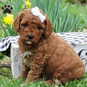 Amber Skye, Mini Labradoodle Puppy